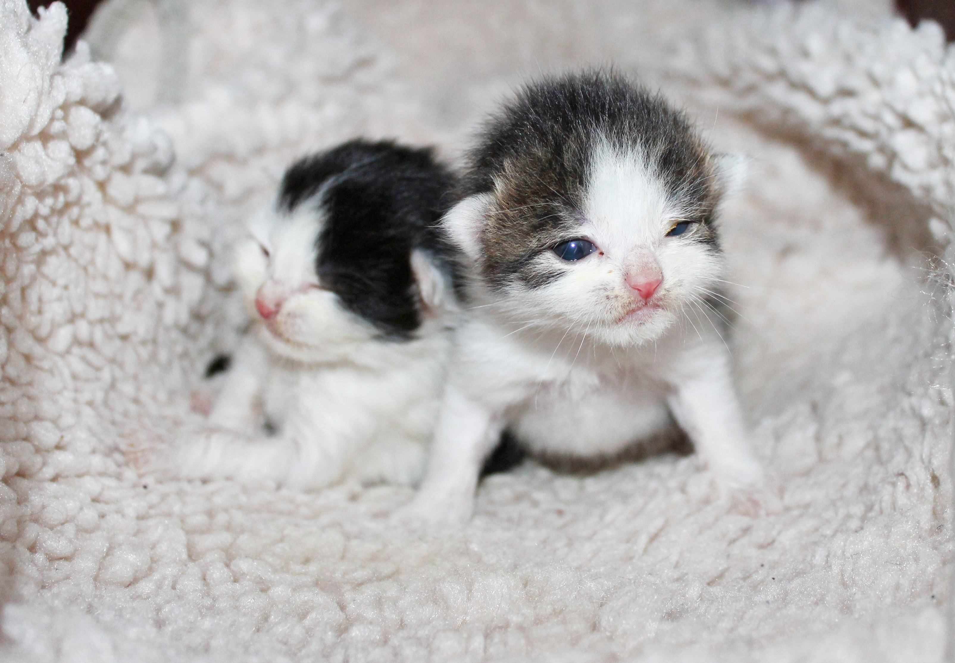 Katzenbabys haben überlebt!