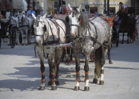 Fiaker – Tierquälerei als Touristenattraktion