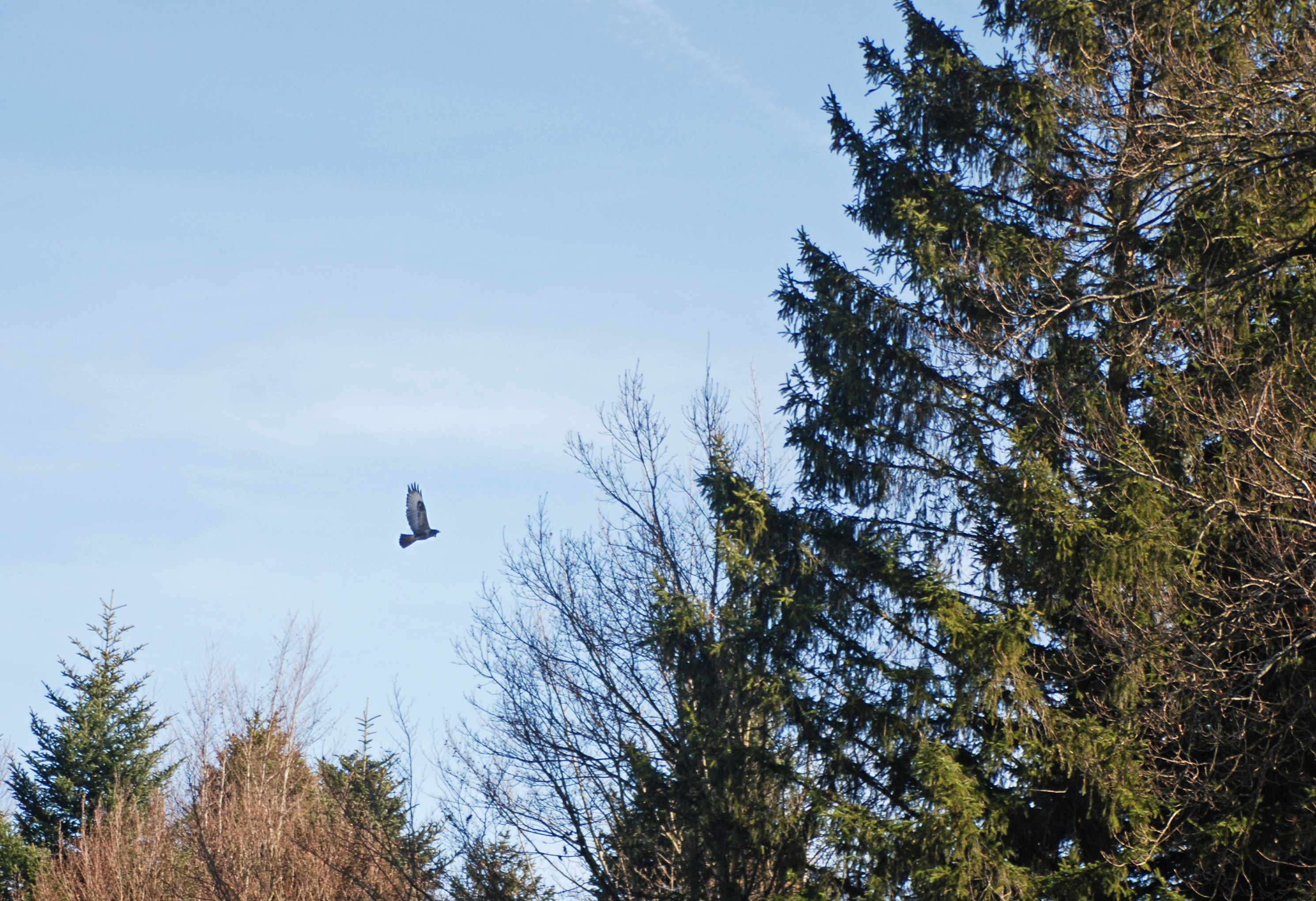 Von uns aufgepäppelte Bussarde fliegen wieder!