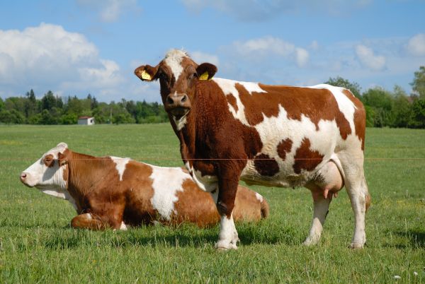 3 Milchkühe statt Wild erschossen