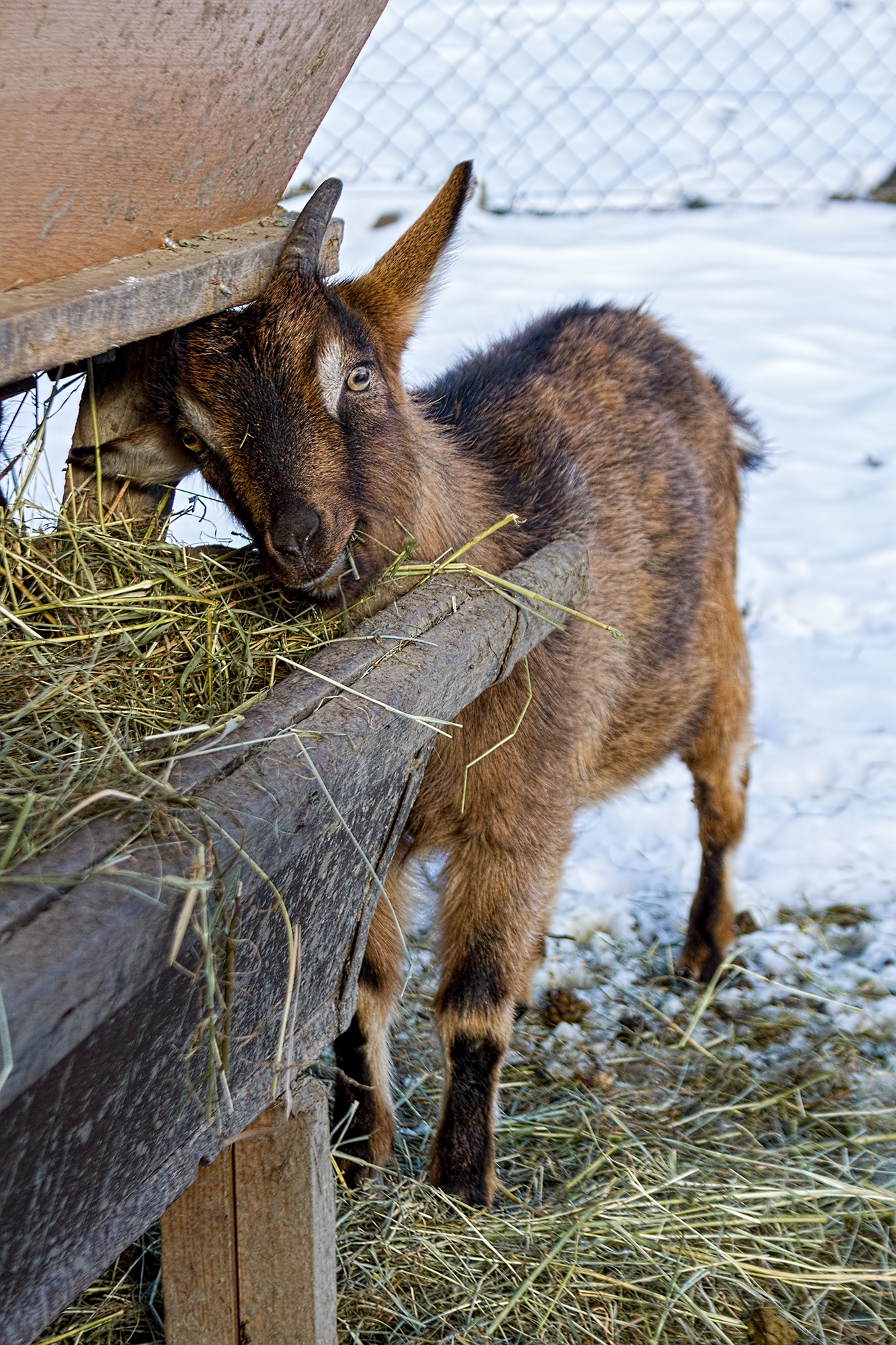 Ein neues Zuhause für Streichelzoo-Tiere