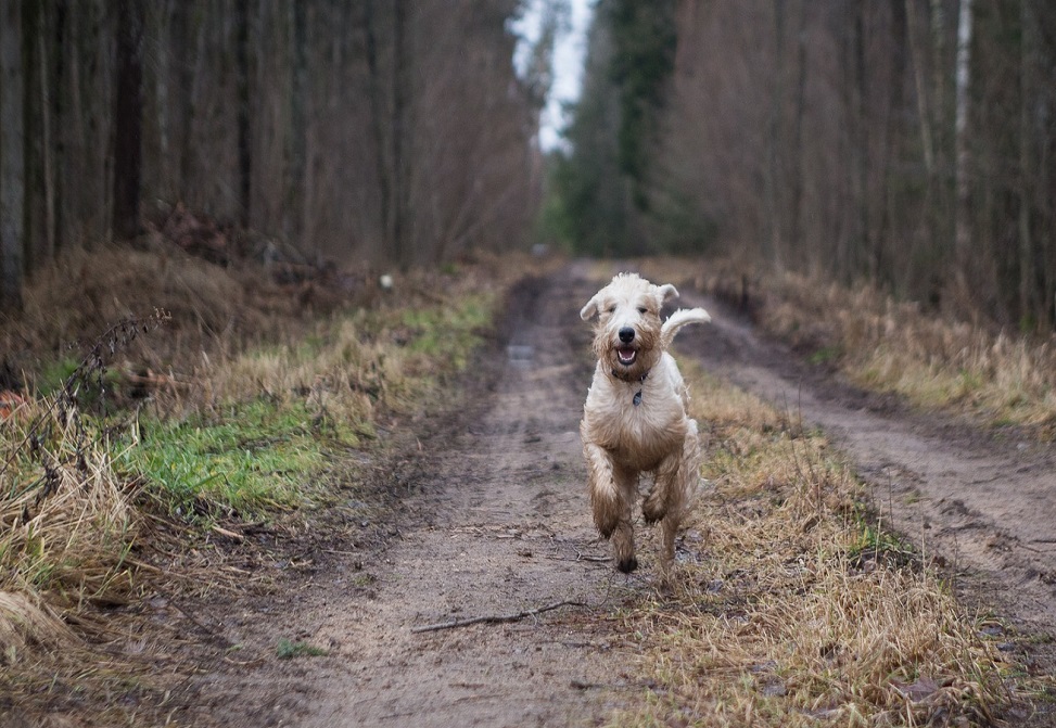 Petition für ein Haustier-Abschussverbot