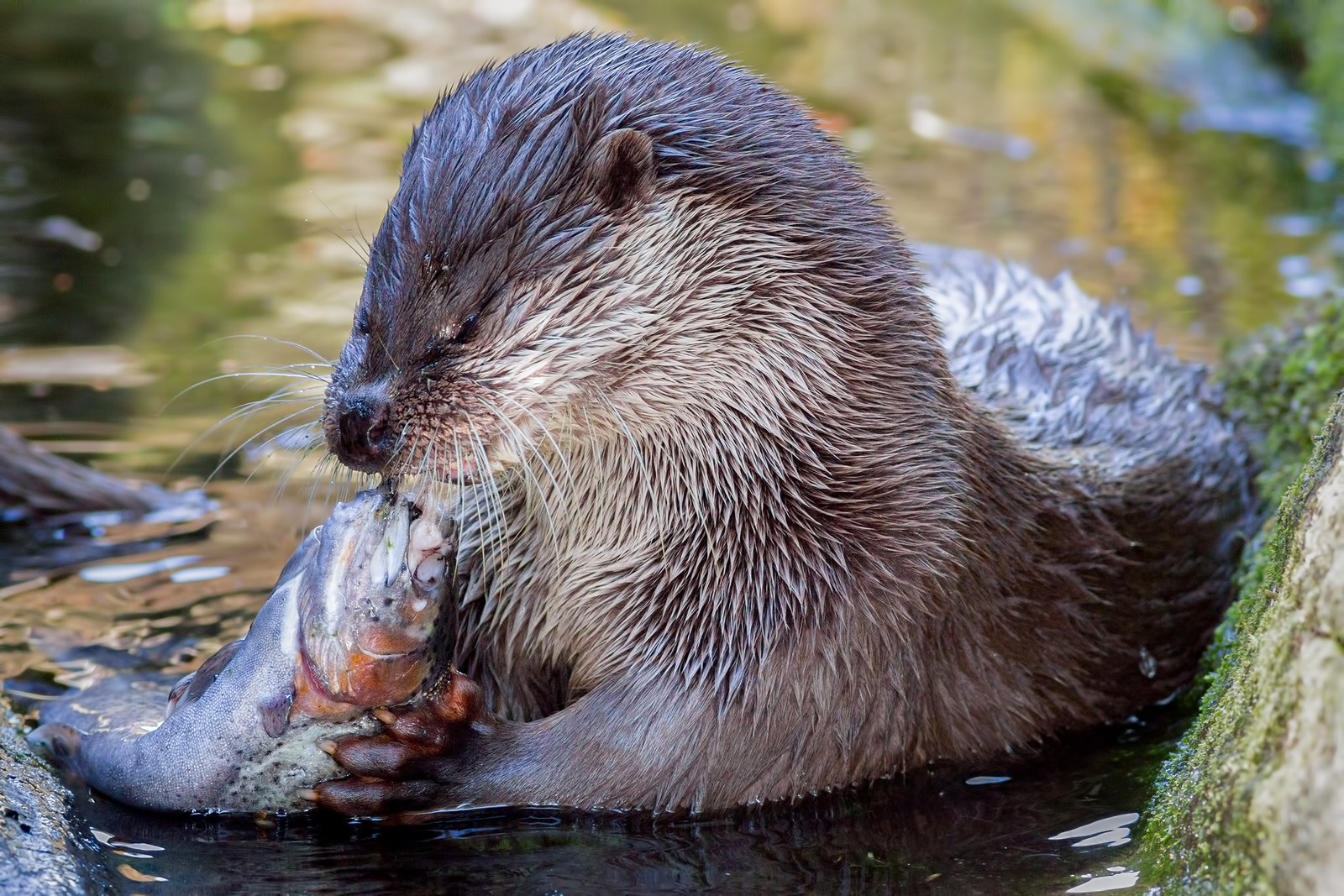 Fischotter als Sündenbock