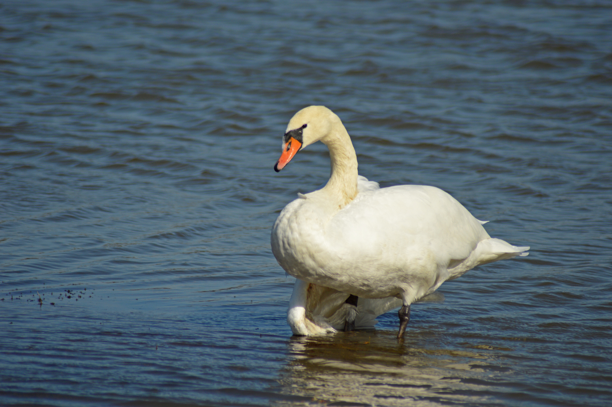 Verletzter Schwan auf Golfplatz