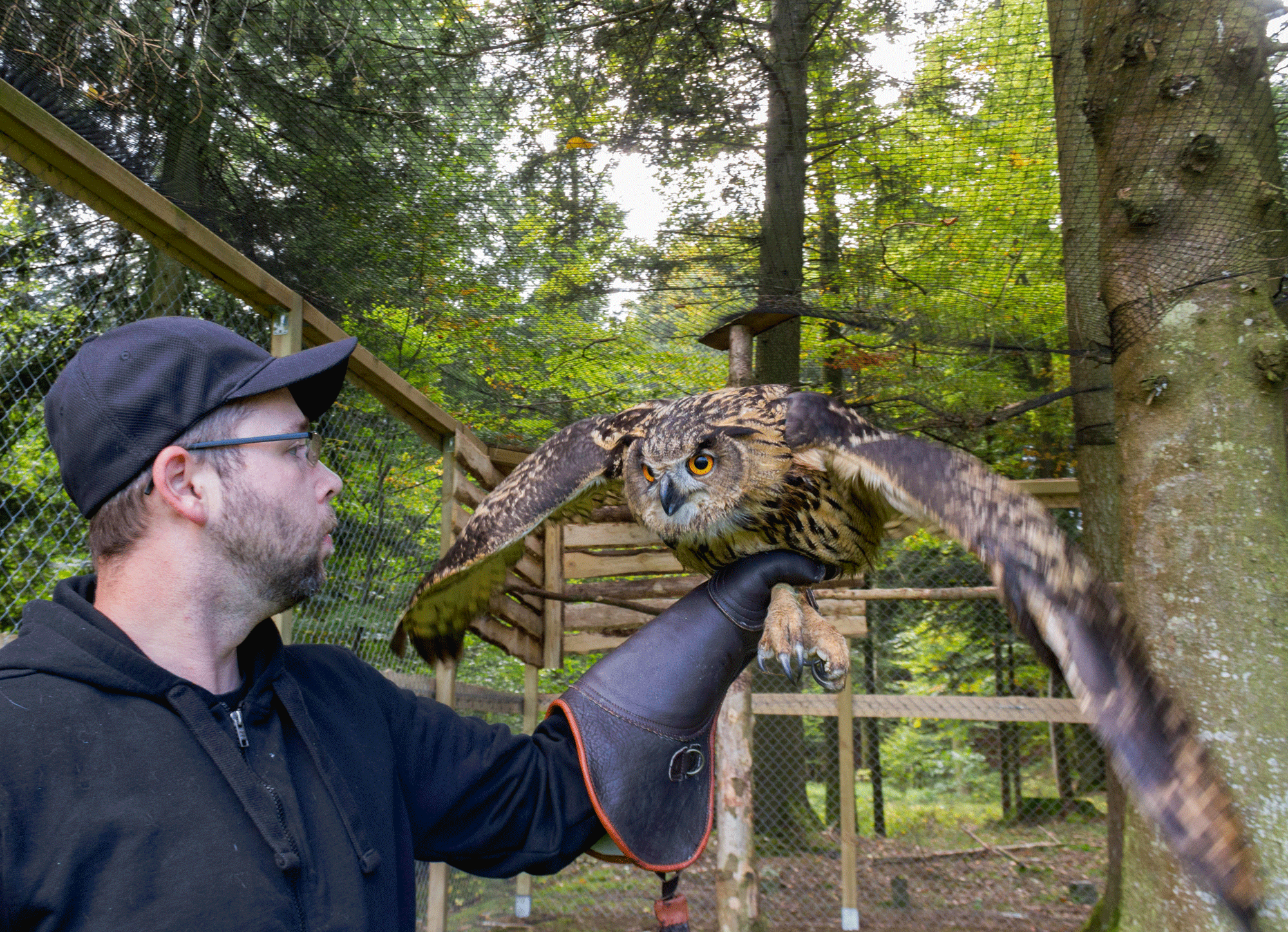 Eulen und Greifvögel beim Österreichischen Tierschutzverein