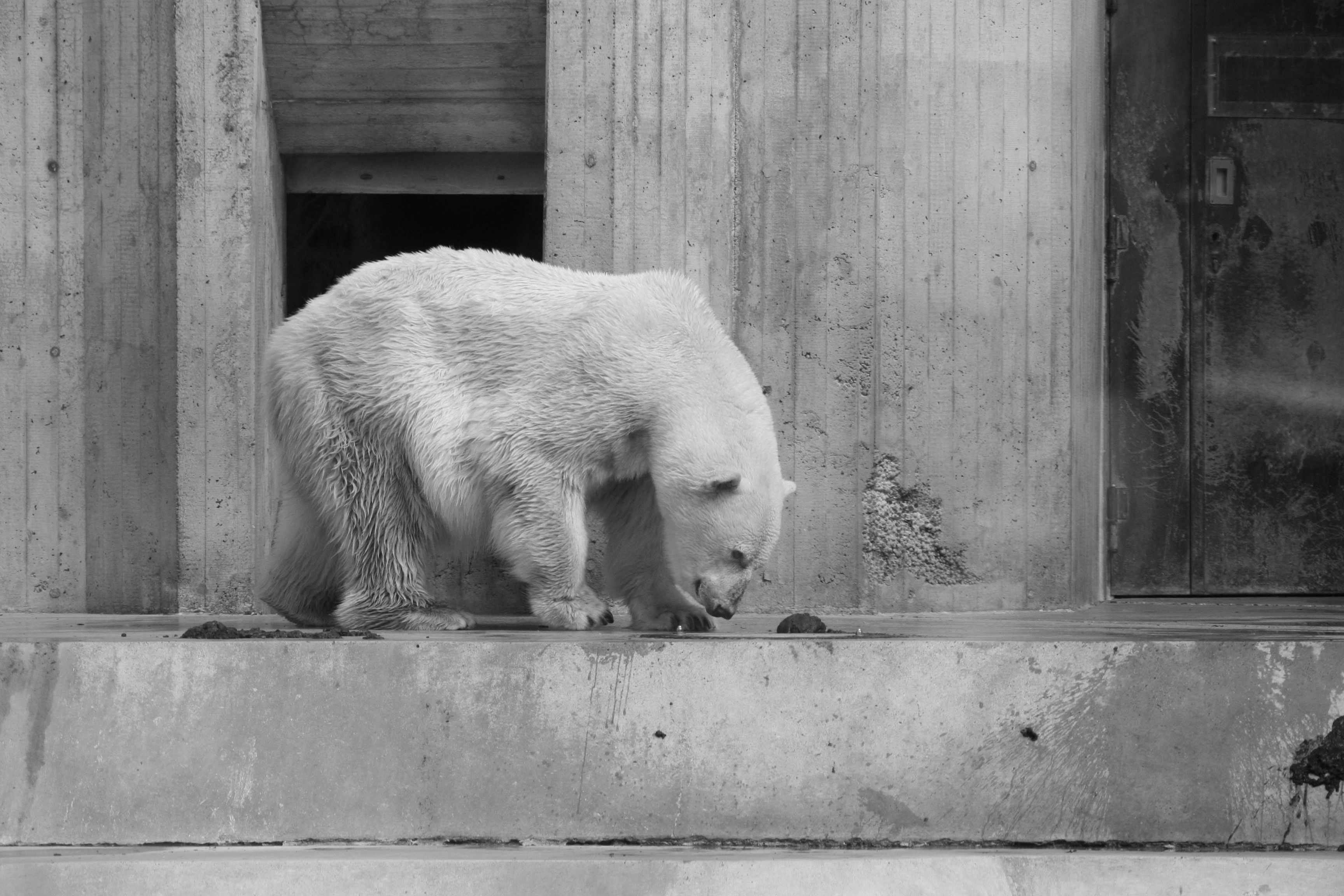 Die Lüge von der Eisbärenrettung in Zoo-Gefangenschaft