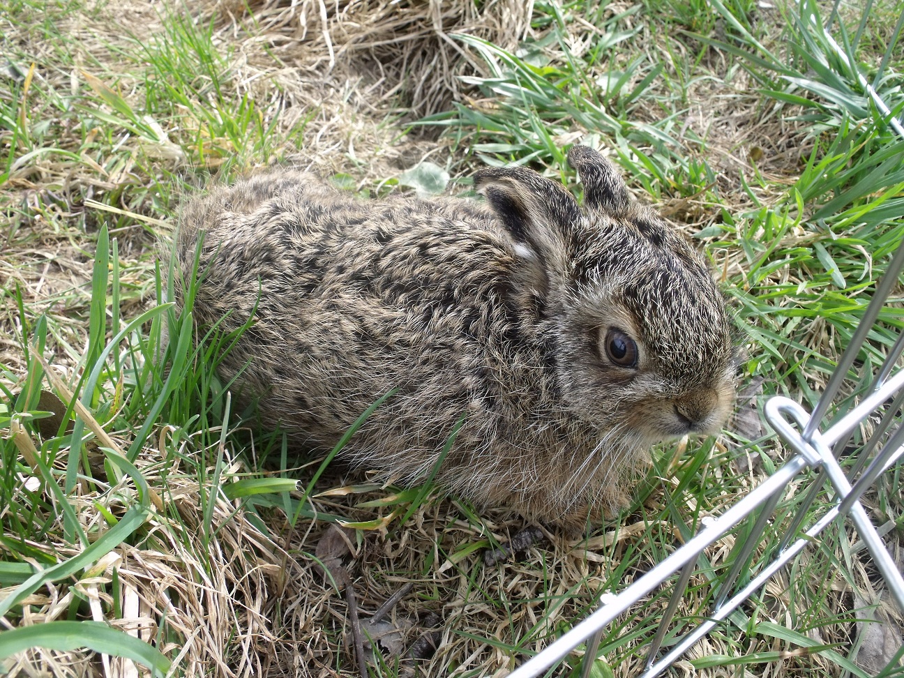 Finger weg von jungen Wildtieren!