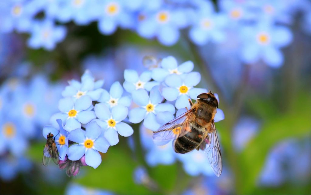 Bienensterben - Bienen retten!