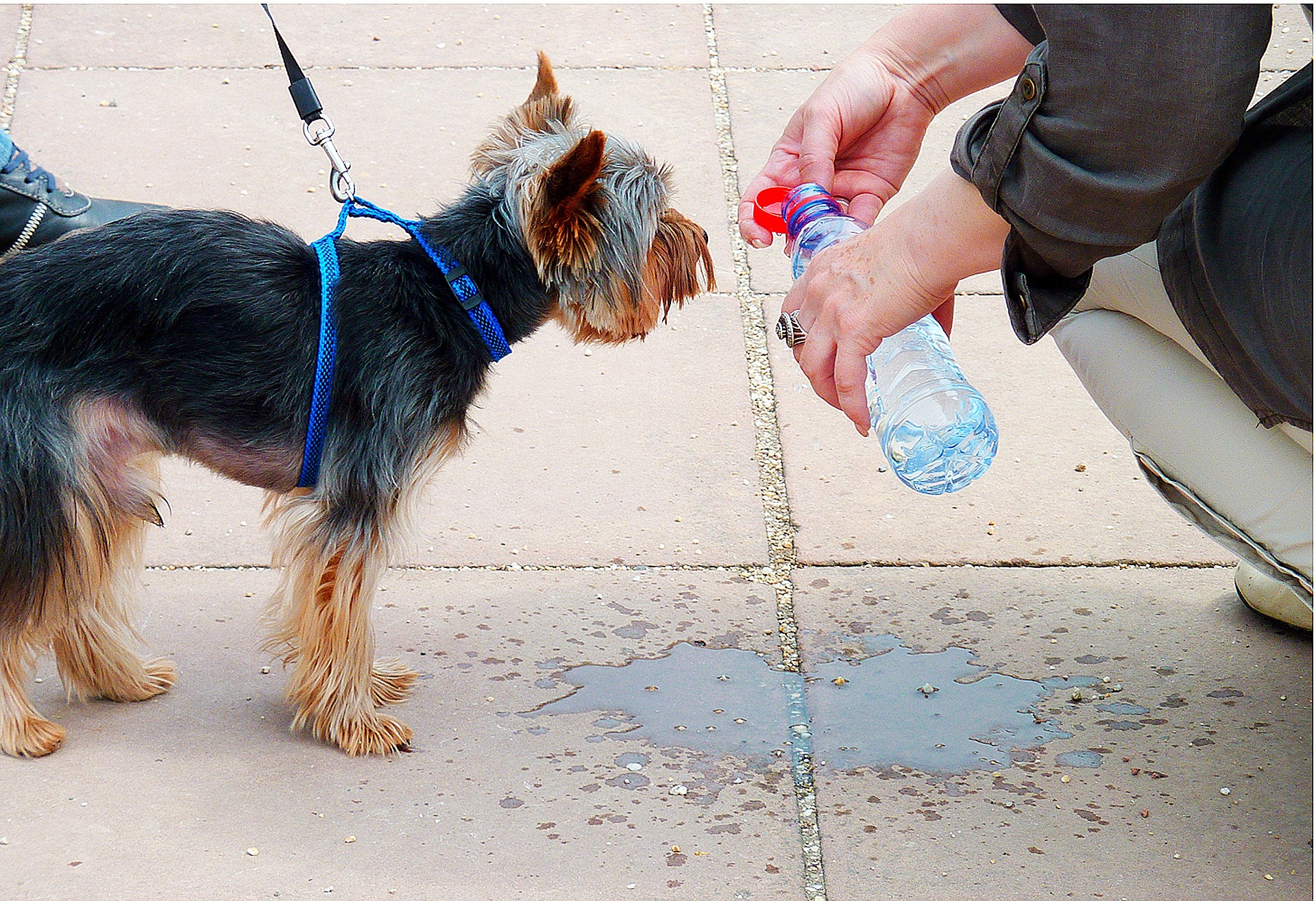 Sommerhitze-Tipps für Ihren Hund