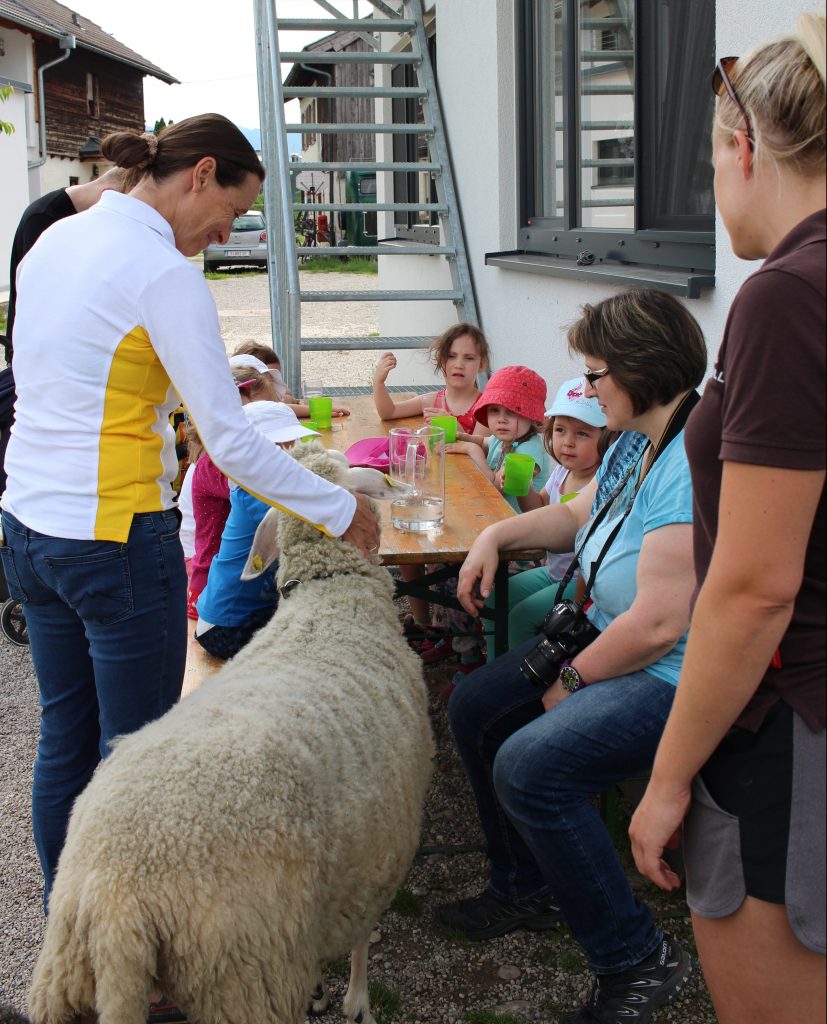 Therapieschaf Honey in Neubauers Stadtstall