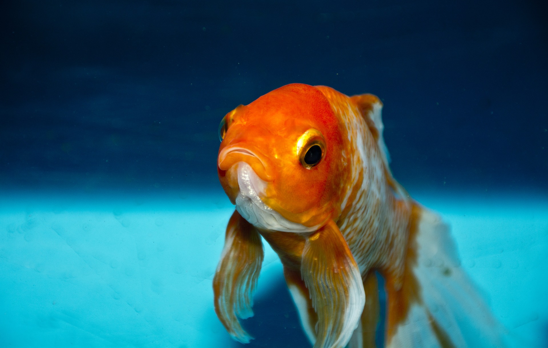 Die unterschätzte Gefühlswelt der Fische