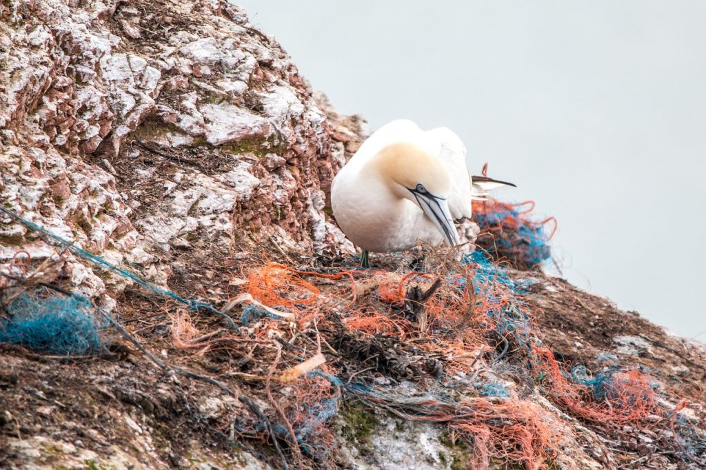 Viele Tiere verwechseln Plastik mit Nahrung