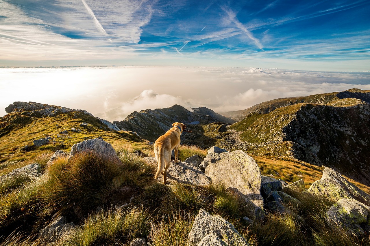 Herbstwandern mit Hund: 6 Tipps für die gelungene Tour