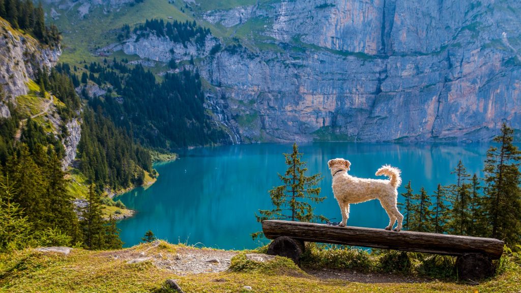 Wandern mit Hund macht Spaß