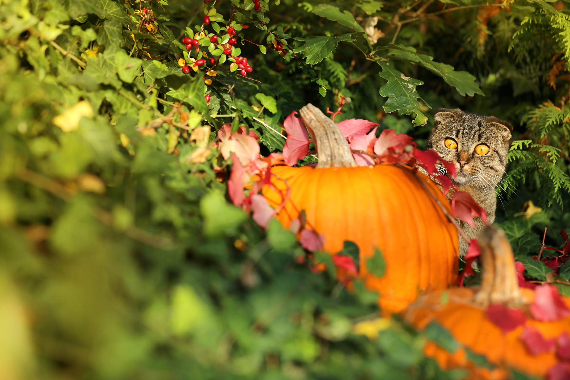 5 Tipps für Tiere in der Halloween-Zeit