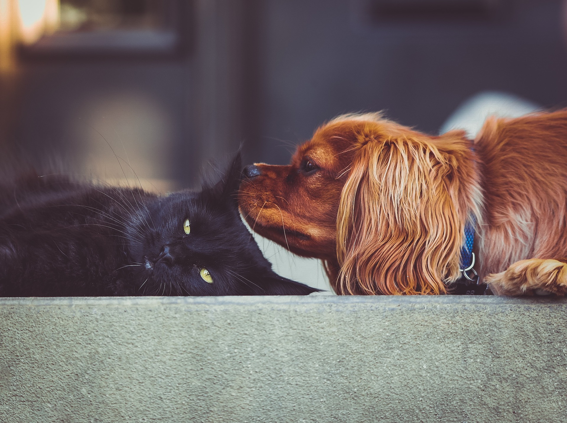 Hunde und Katzen richtig füttern