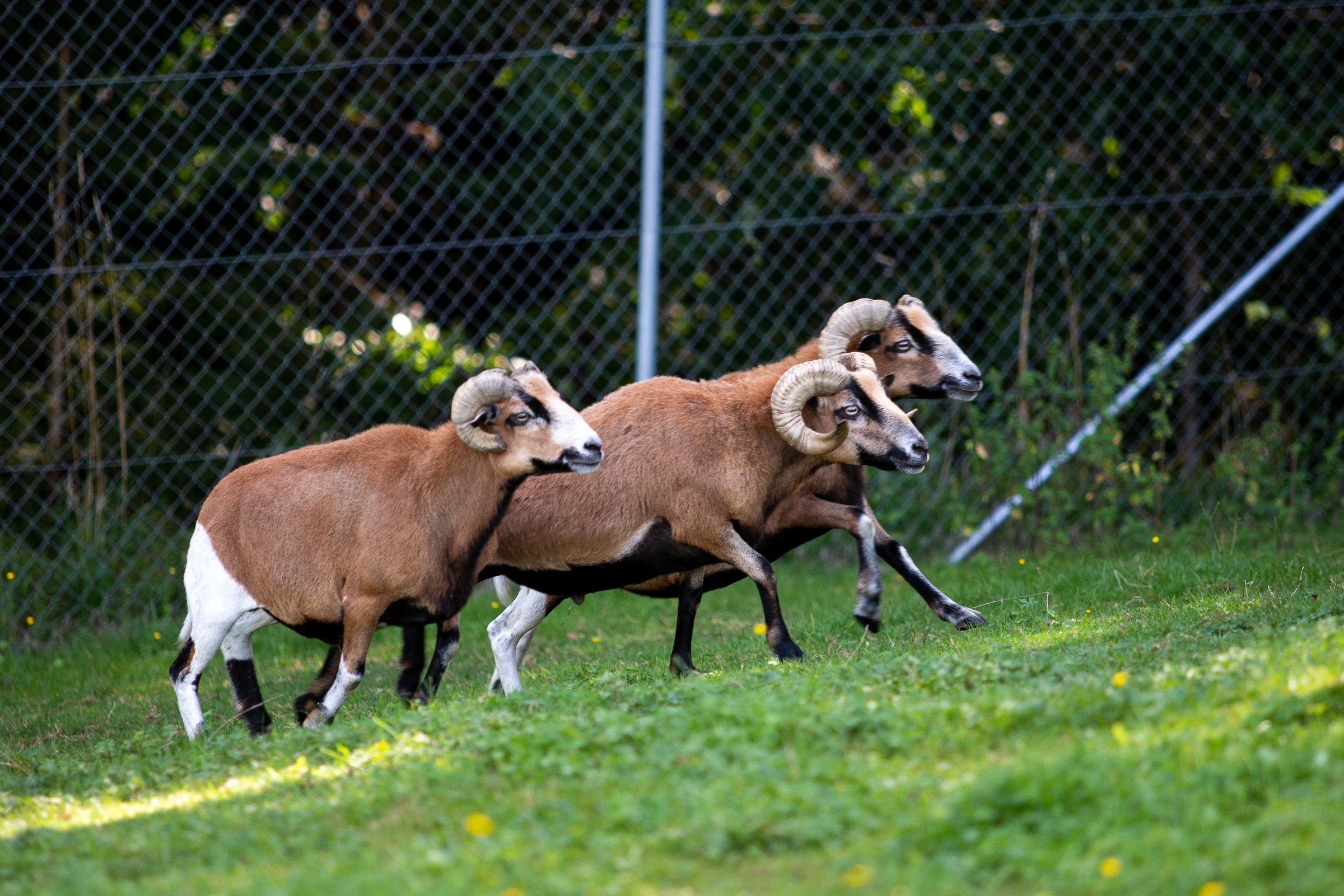 Tierpatenschaft zum Muttertag schenken