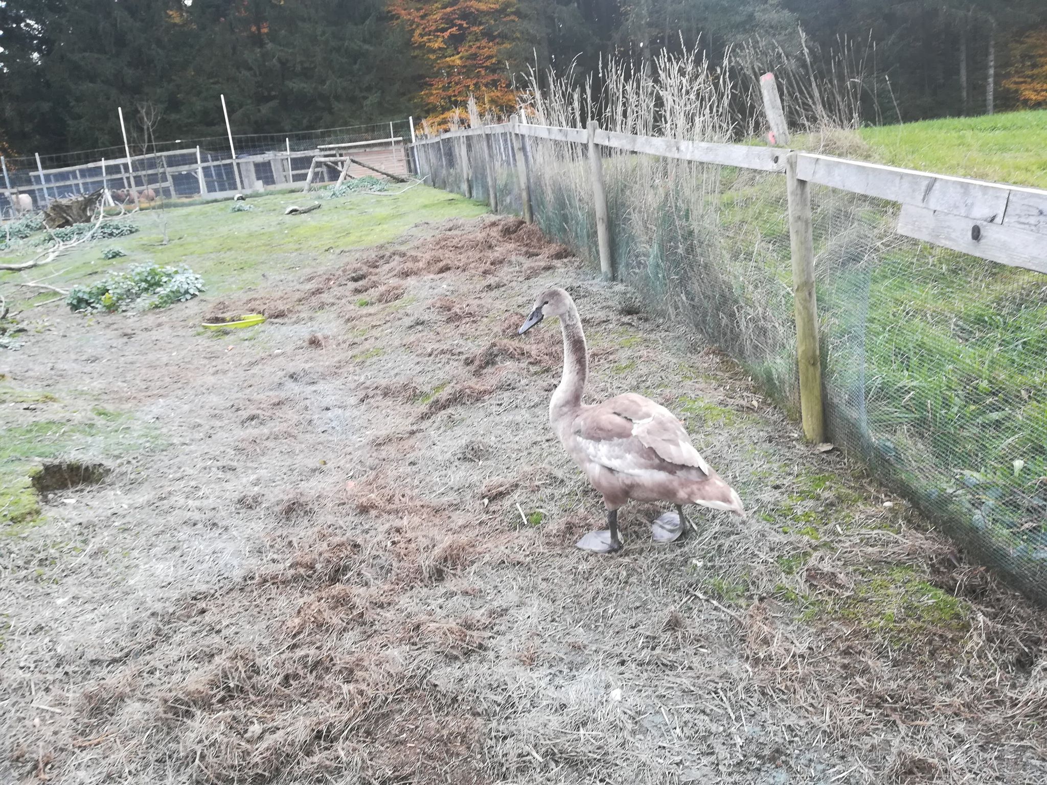 Verletzter Jungschwan erfolgreich gerettet