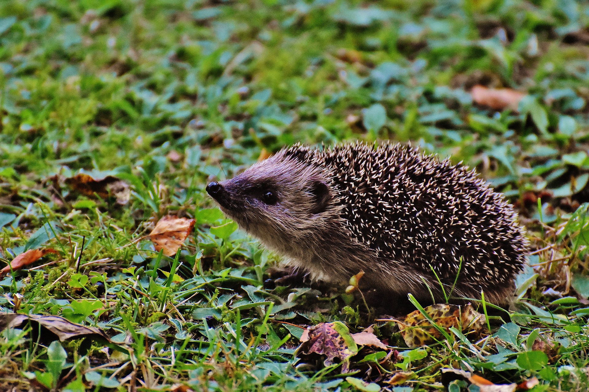 Untermieter Igel: Wie Sie die Tiere schützen können