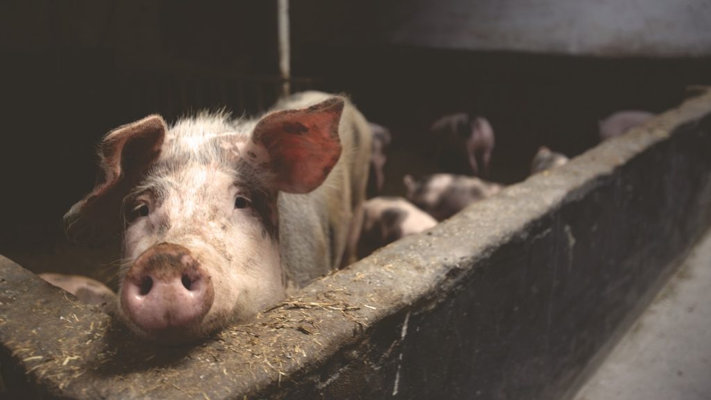 Viele Ferkel kennen kein Tageslicht