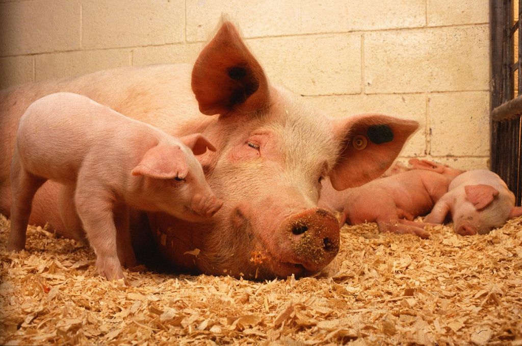 Glückliche Ferkel mit ihrer Mutter