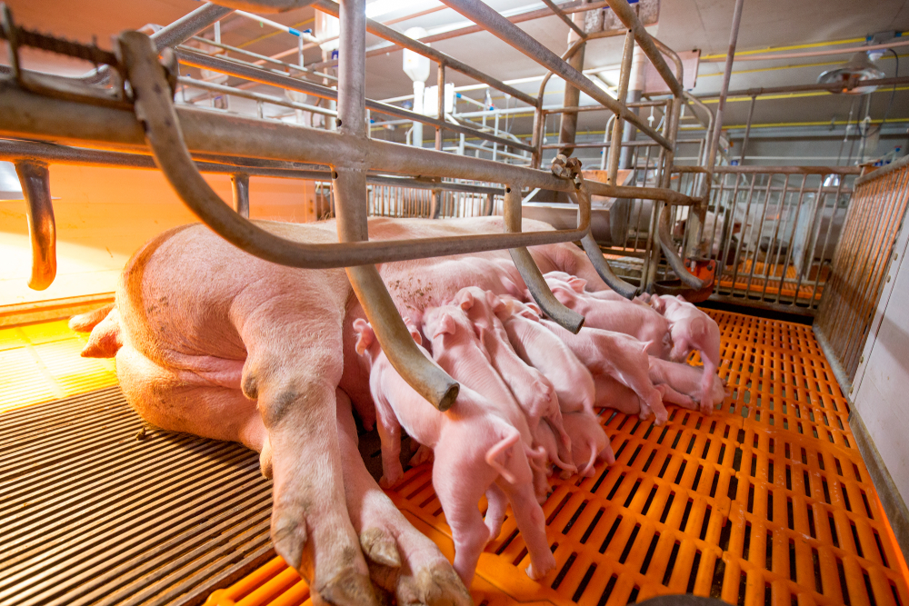 Ferkel und Zuchtsau im Kastenstand