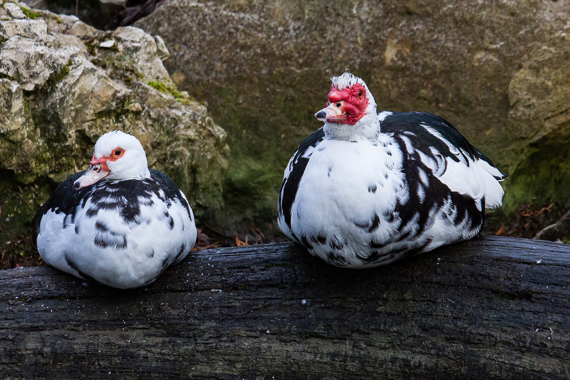 120 Enten vor Schlachtung gerettet!