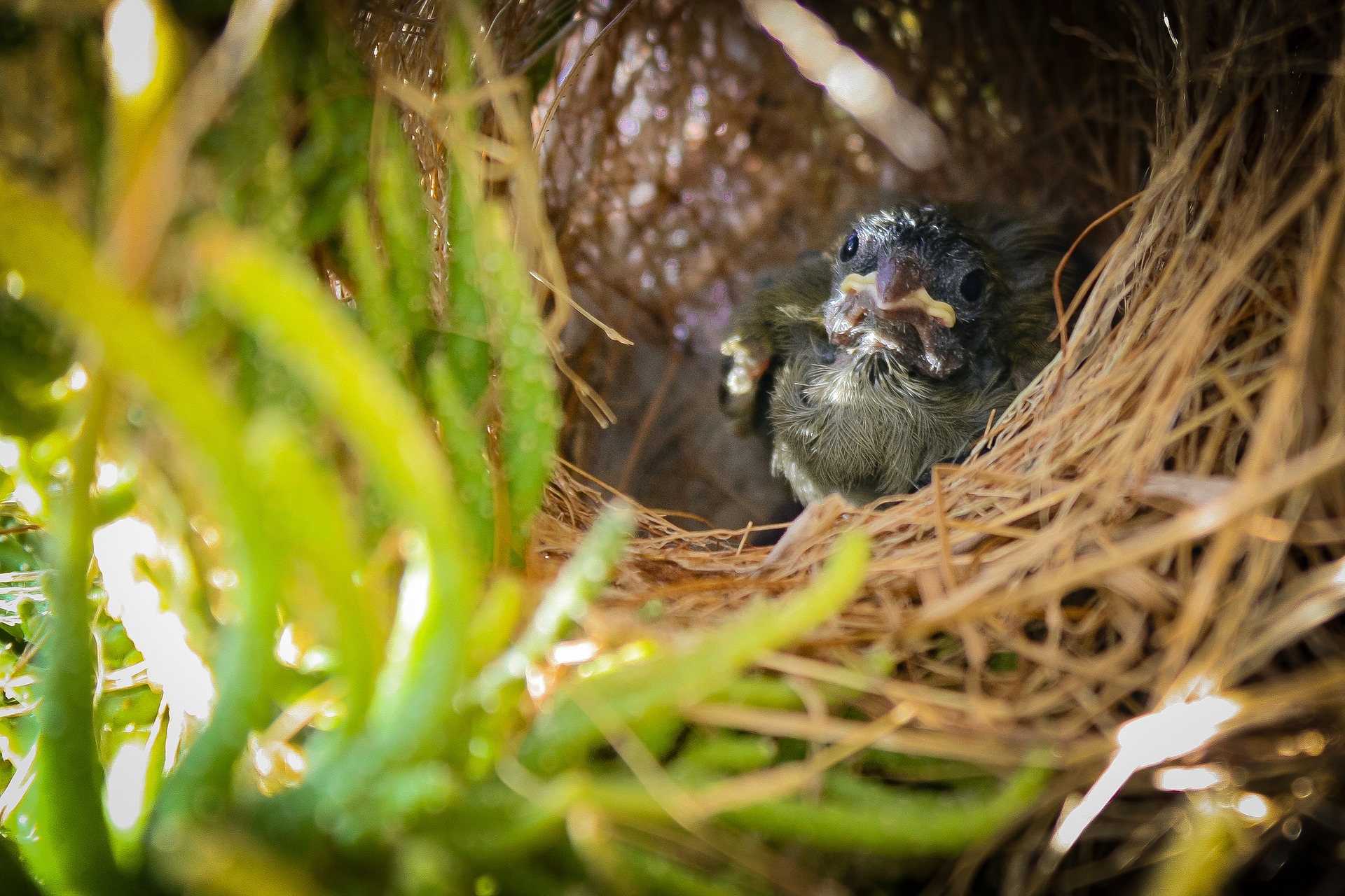 Vogelbaby gefunden – was füttern?