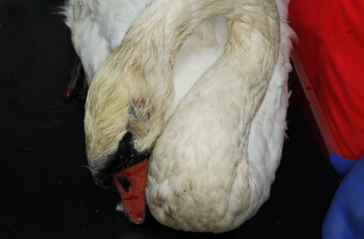 Verletzter Schwan aus Wehranlage befreit