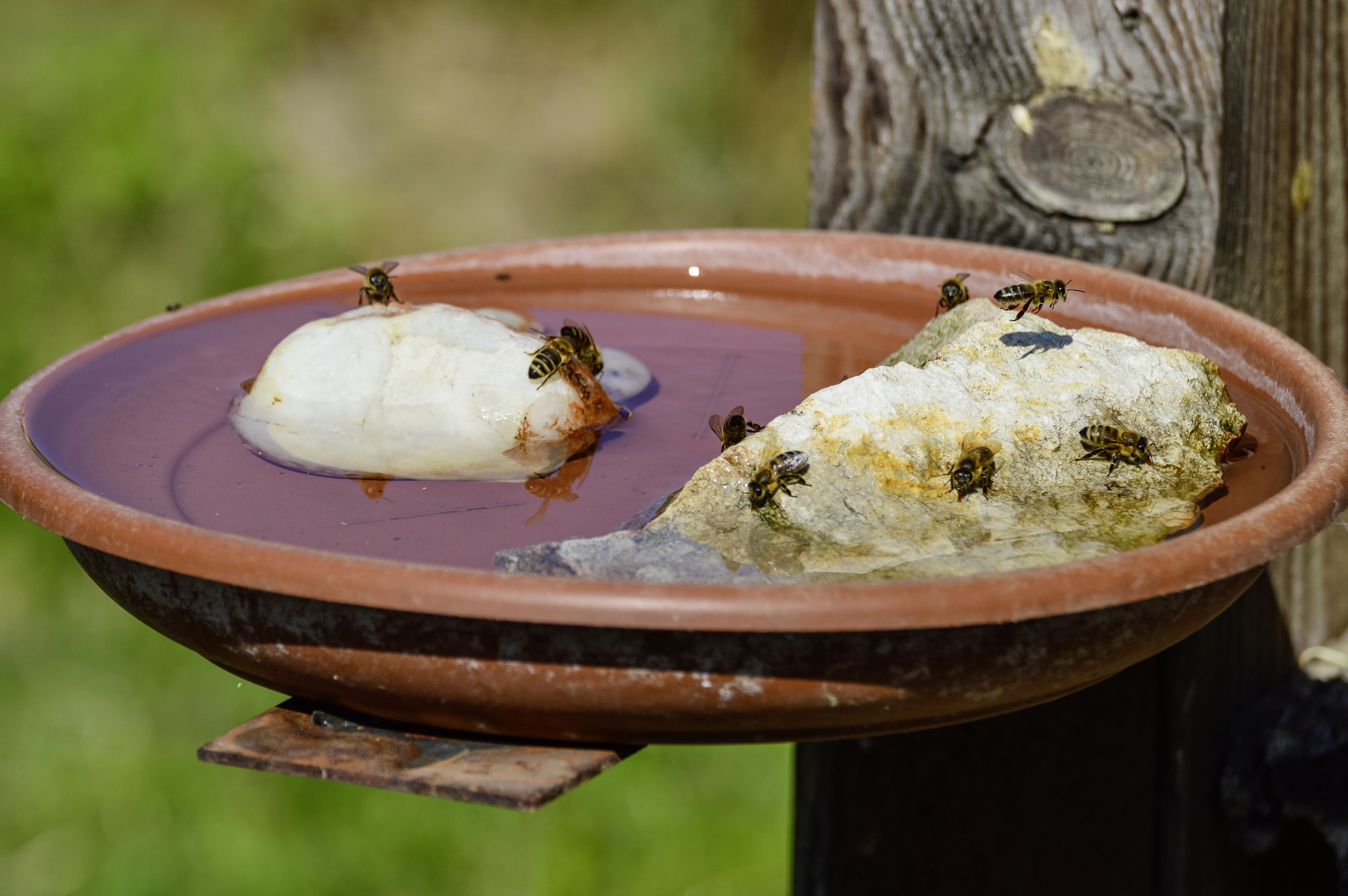 Bienen helfen – mit selbstgebauter Bienentränke