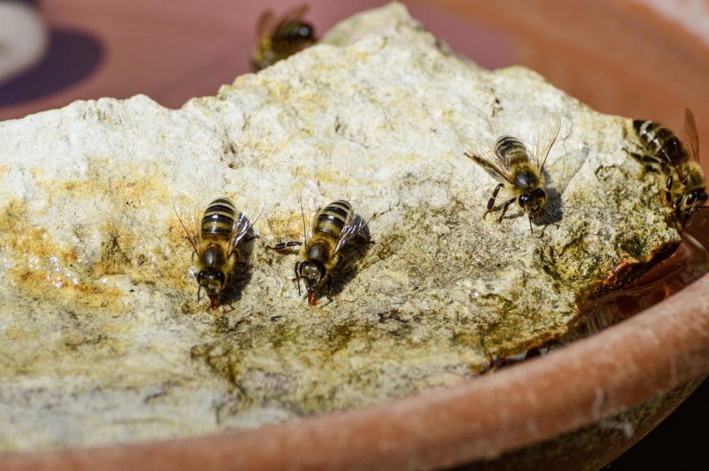 Bienen helfen