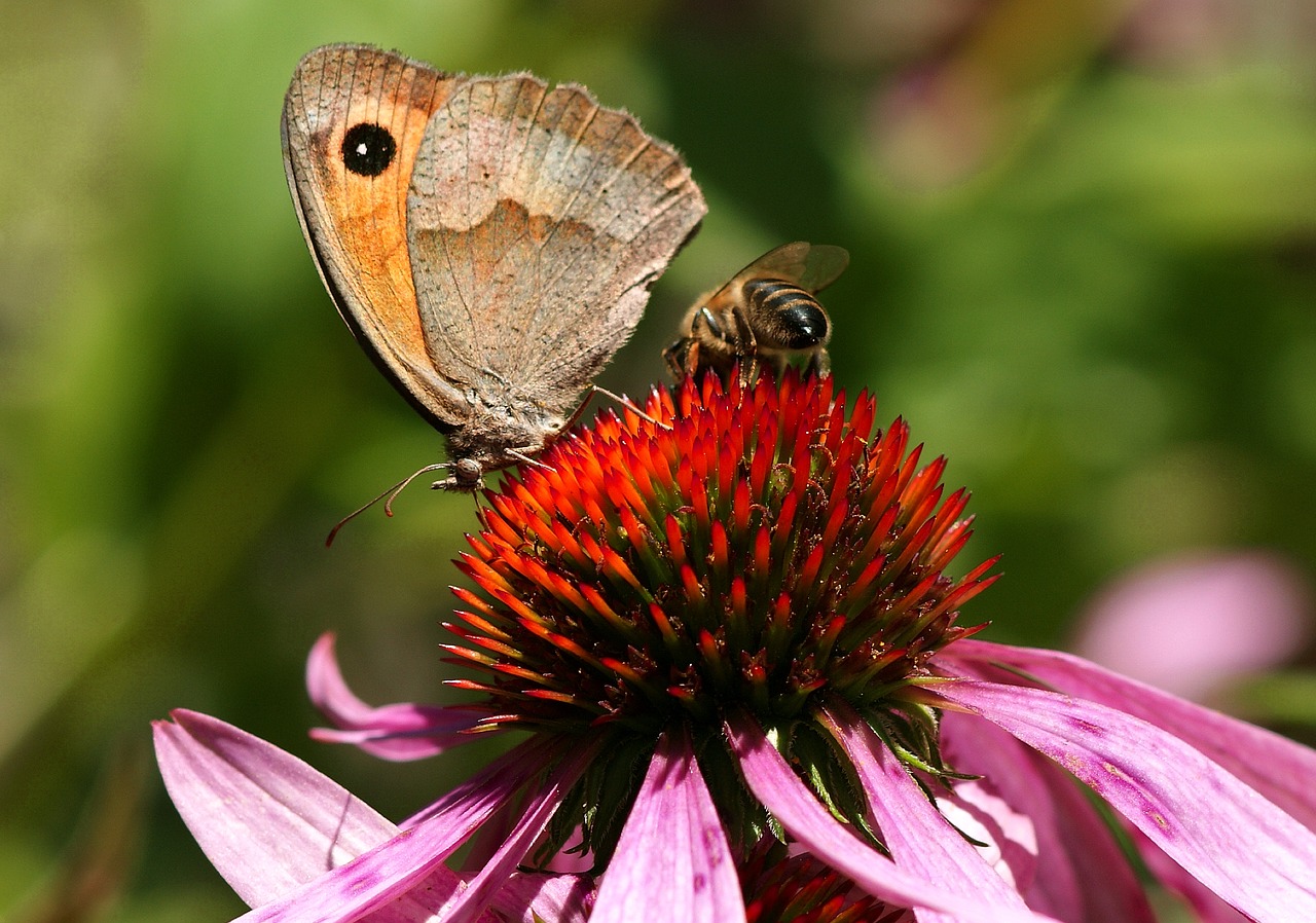 Tag zum Erhalt der Artenvielfalt: Bienen & Co. unterstützen