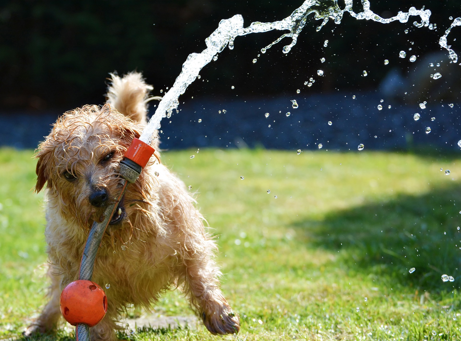 Endlich Sommer: 5 Tipps für Hund und Katz‘