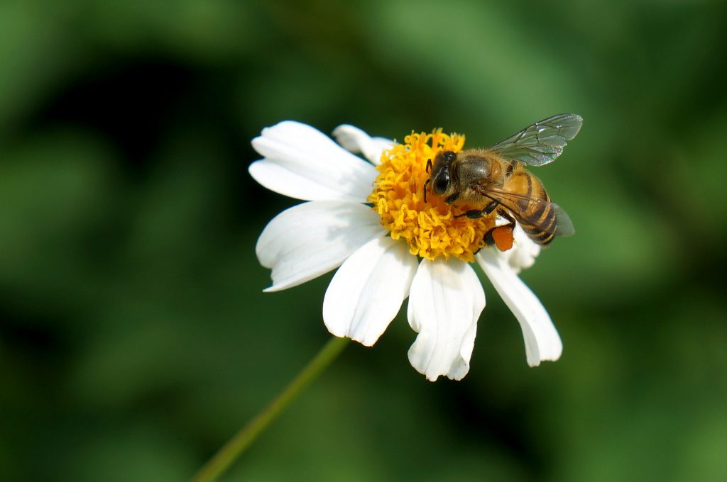 Bienen schützen