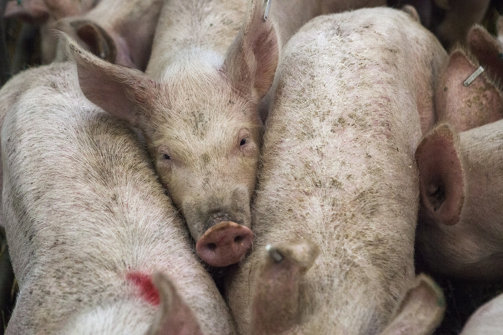 Billigfleisch verursacht großes Tierleid