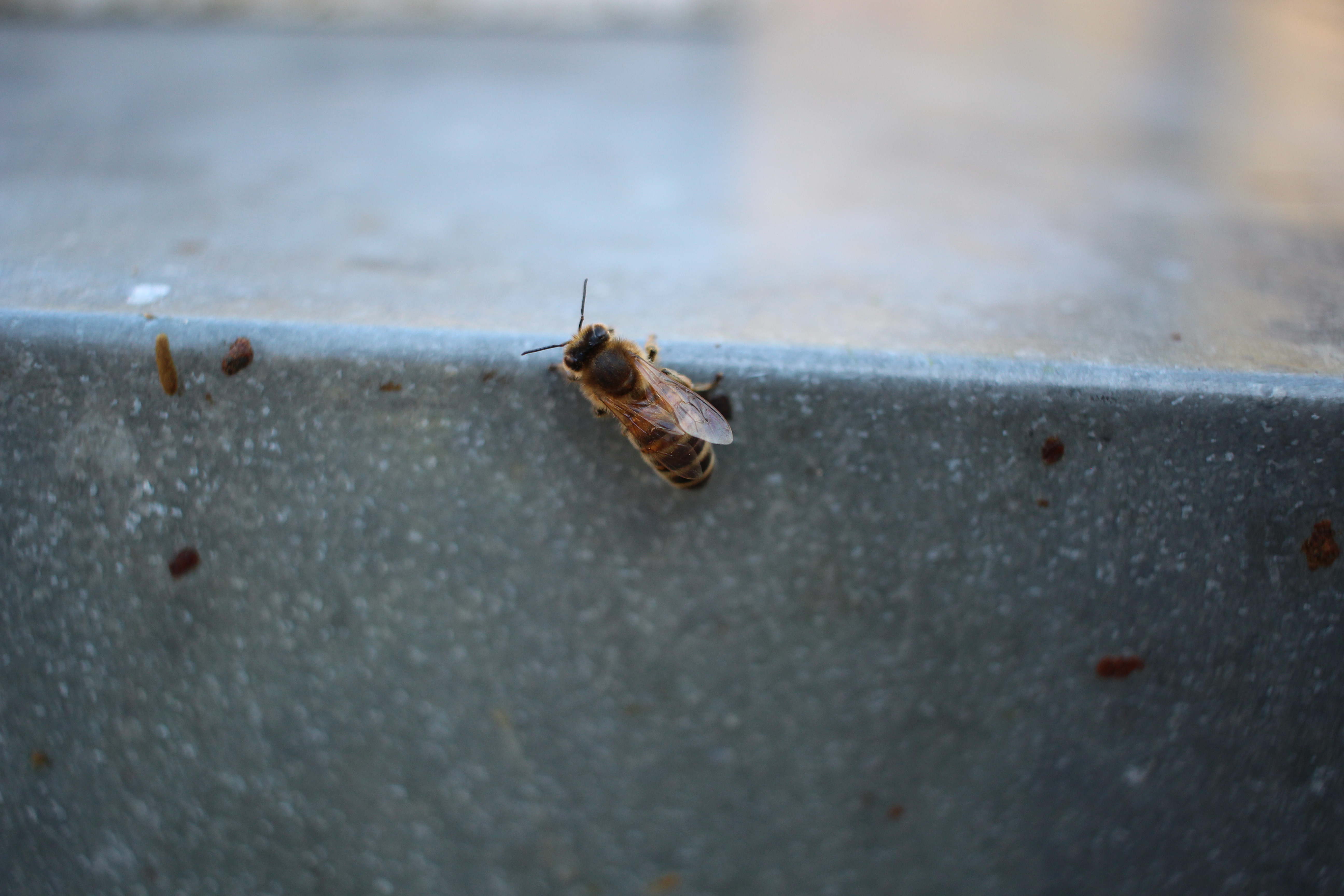 Fragen an eine Imkerin: Wie stoppen wir das Bienensterben?