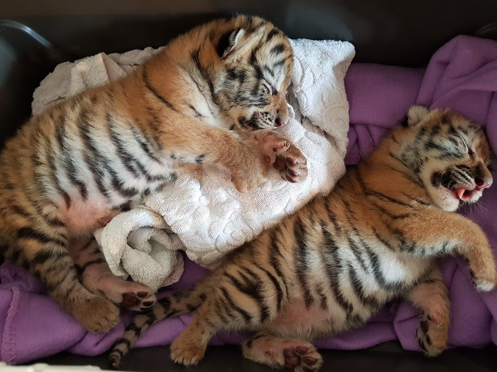 Niederösterreich: ÖTV rettet zwei Tigerbabys aus Wohnung