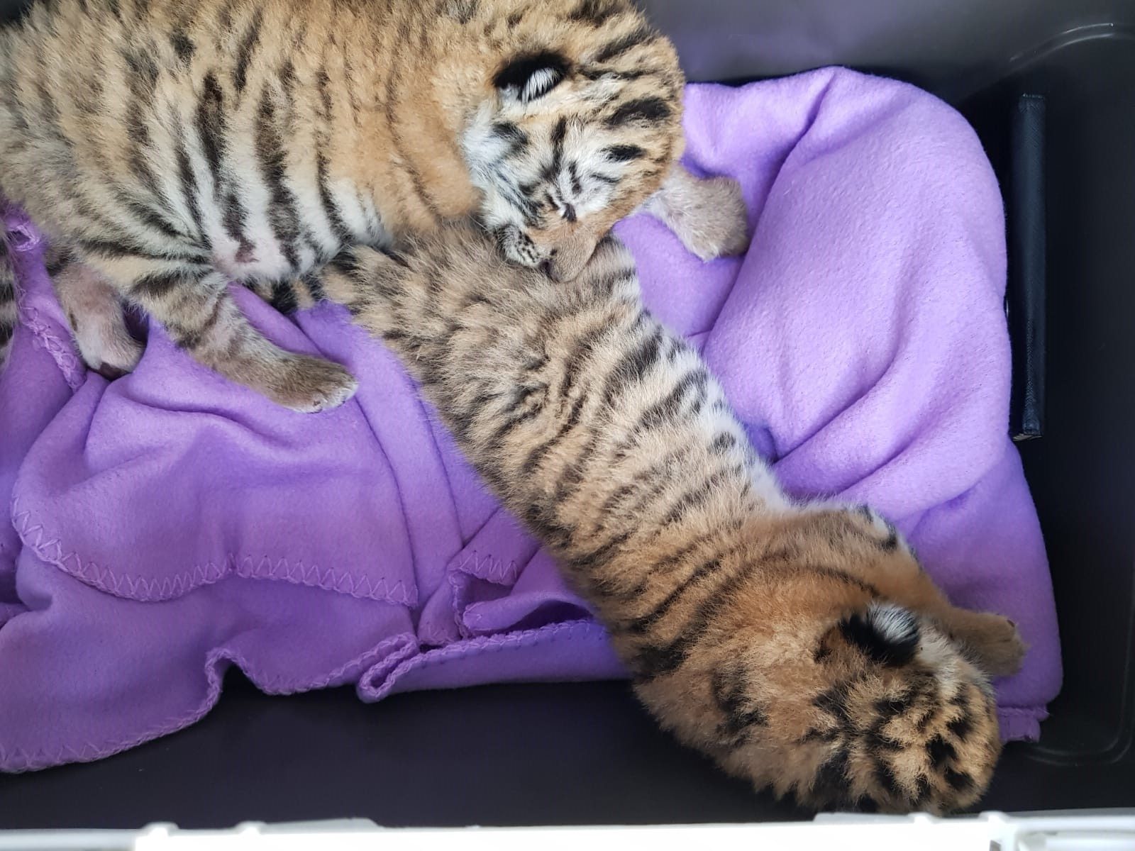 Retter trauern um verstorbene Tigerbabys