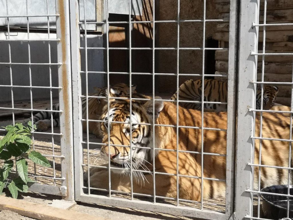 Verstorbene Tigerbabys waren ebenfalls als Publikumsmagneten vorgesehen