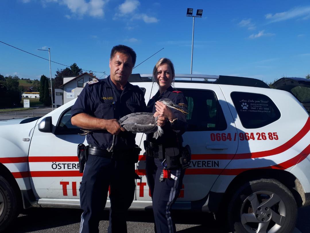 Österreichischer Tierschutzverein bangt um Graureiher Rudi