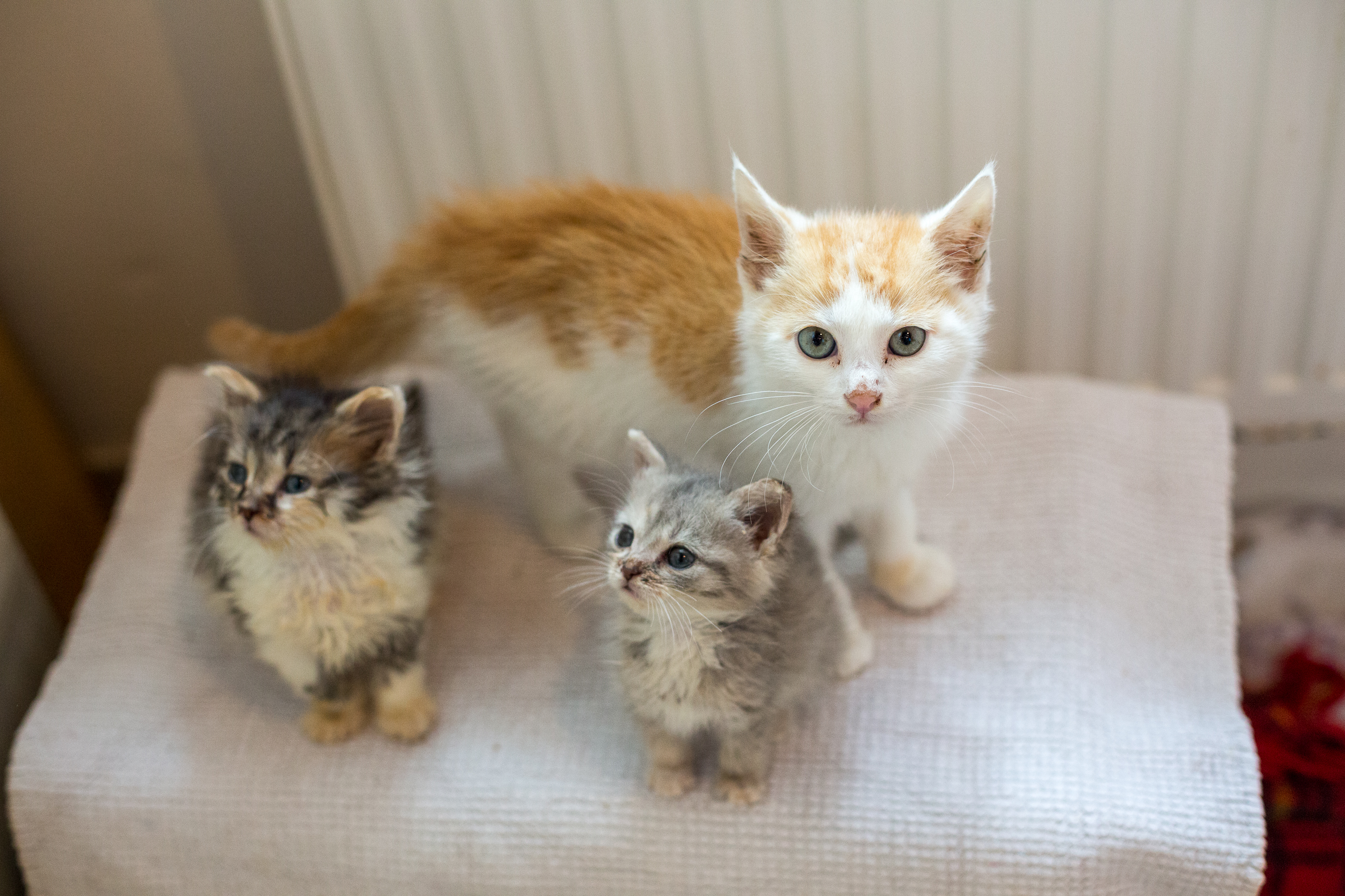 35 Katzenbabys brauchen dringend Unterstützung