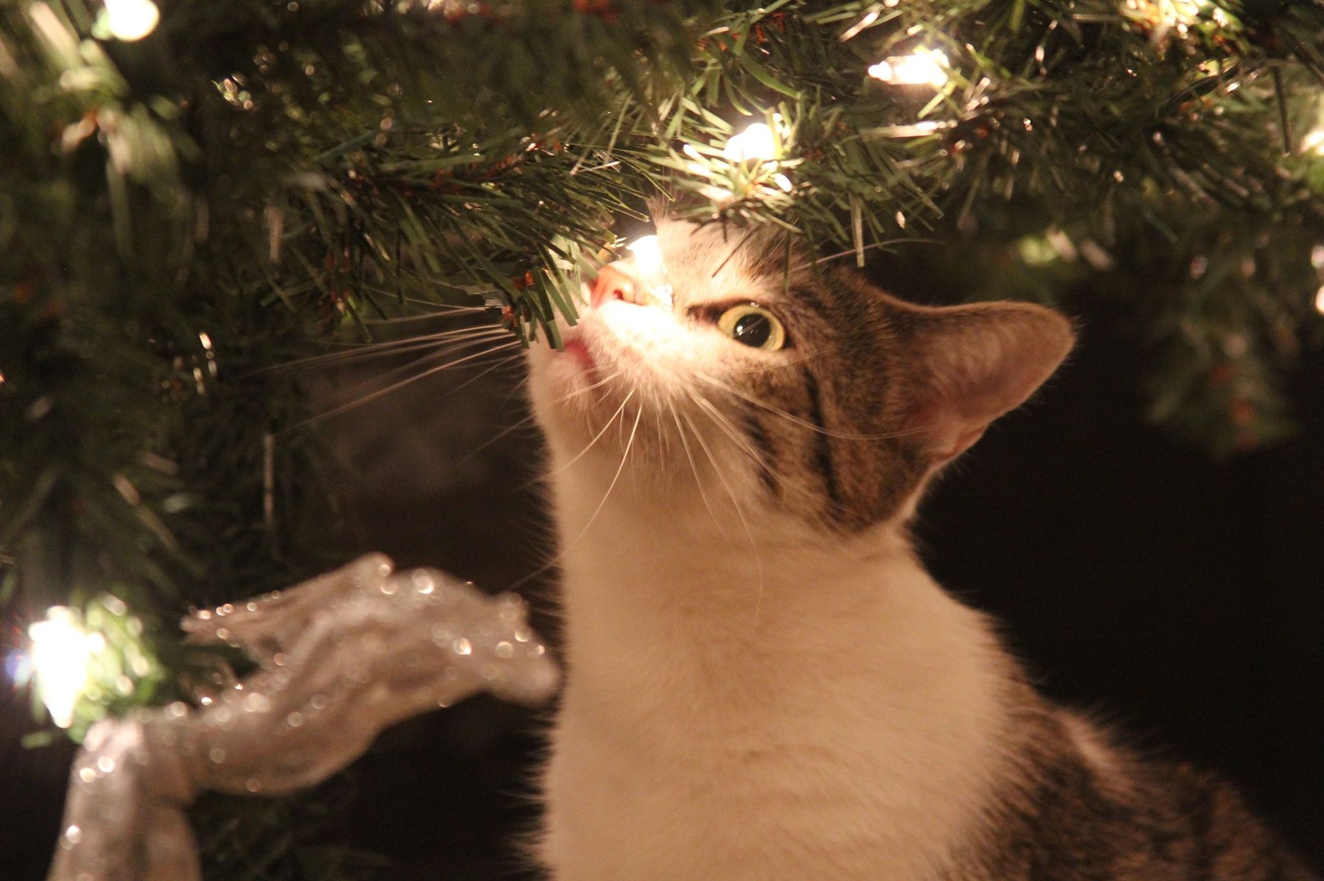 Weihnachtswunschliste unserer Tiere