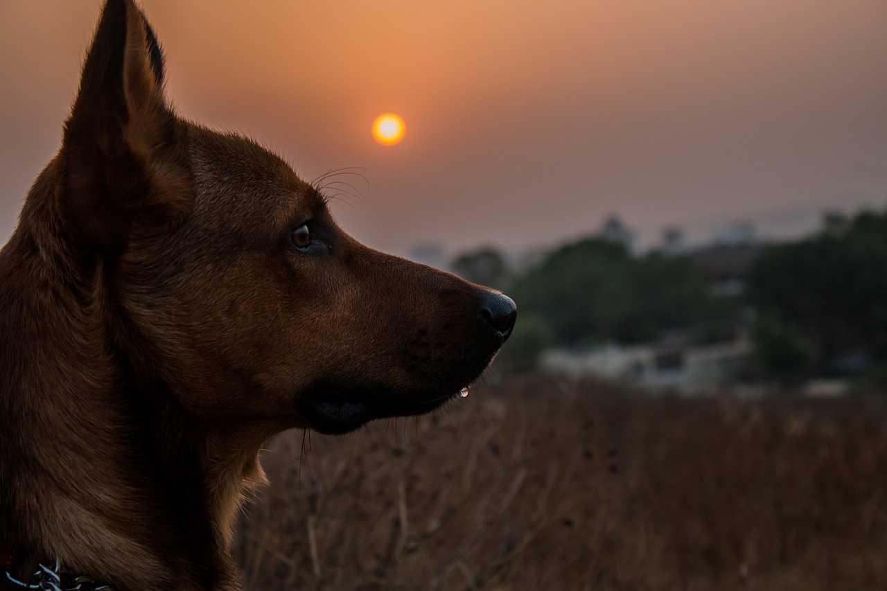 Sicher durch die dunkle Jahreszeit: Tipps für Hund & Herrchen