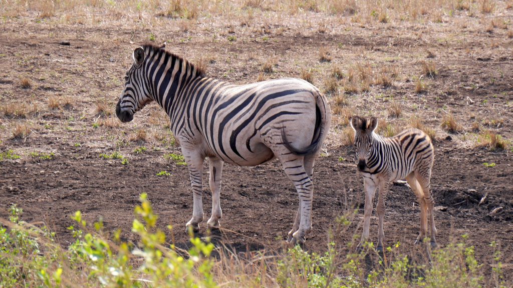 Jagdsafari Zebras