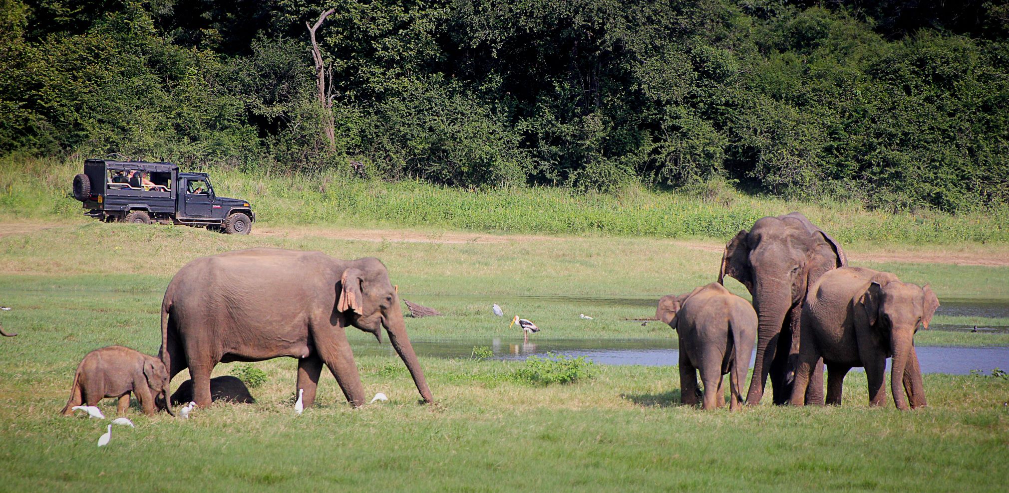 jagdsafaris Elefanten-Elfenbein