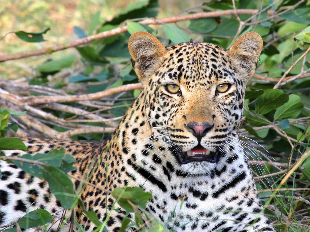 jagdsafaris leopard