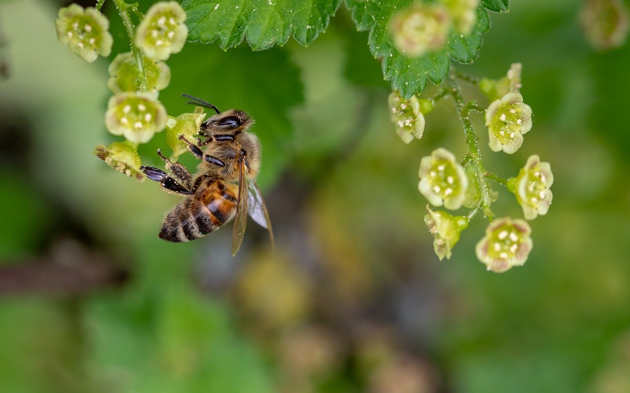 80.000 Bienen leben auf dem Assisi-Hof in Grafenschlag