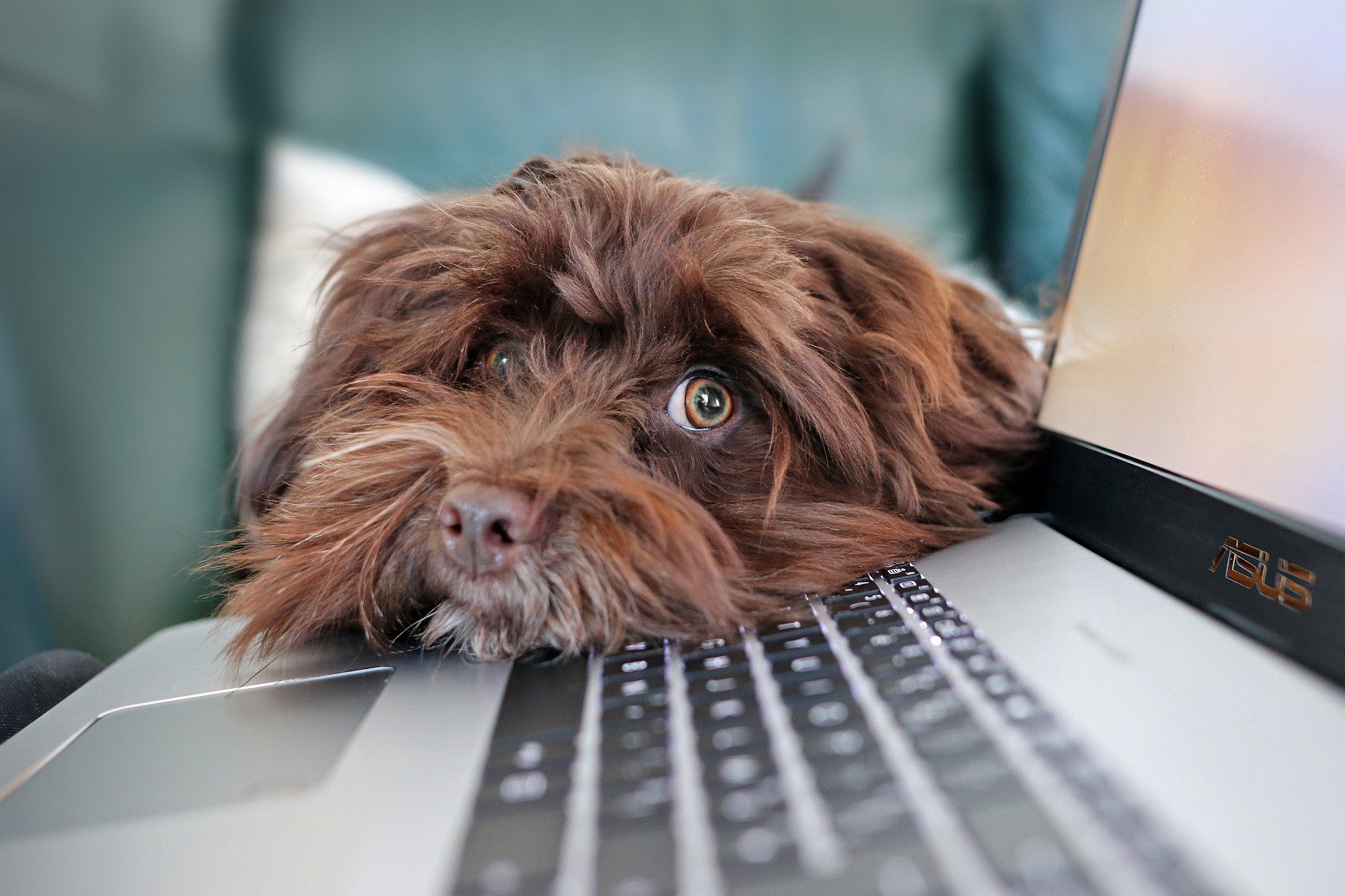 Hund im Büro bringt glückliche Mitarbeiter