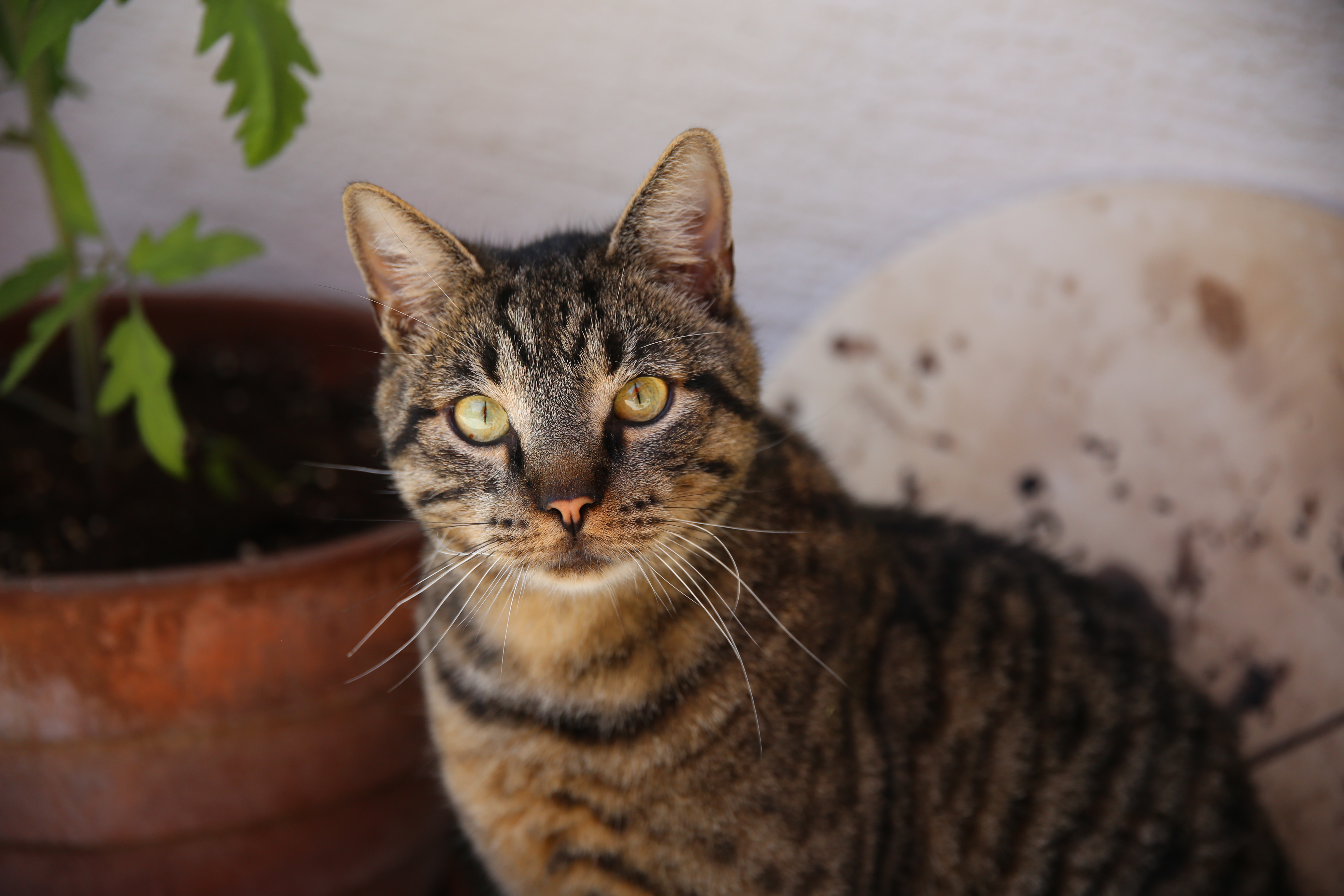 Erfahrungsbericht: Katze aus dem Tierschutz adoptieren