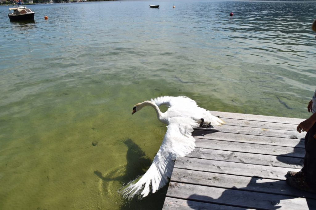 Schwäne verschluckten Angelhaken